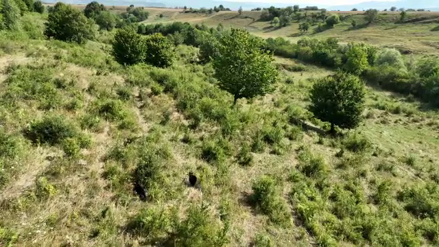 Urșii, tot mai aproape de orașe. Se adăpostesc în lanurile de porumb și se bat pentru hrană. „O provocare”