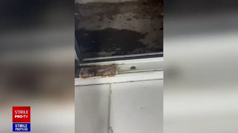 Patru fast-food-uri ”Socului Kebab” din Bucureşti, închise temporar de ANPC. Inspectorii au găsit muşte şi gândaci