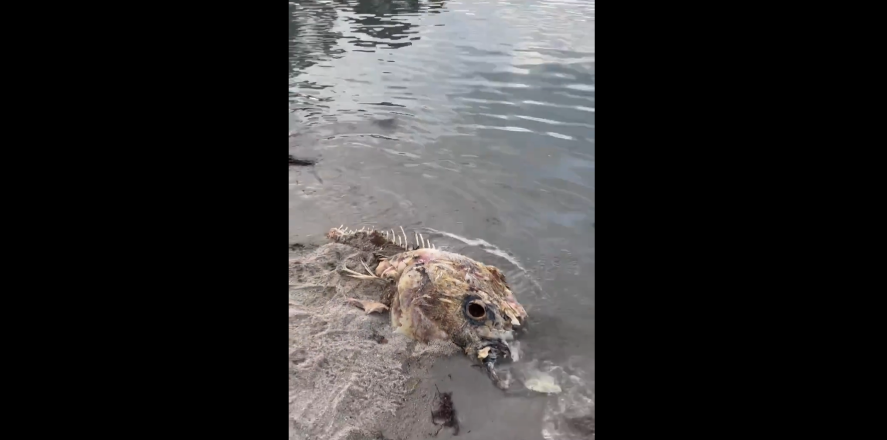 Creatură misterioasă, de dimensiuni impresionante, găsită pe o plajă populară. Experții nu pot explica ce este