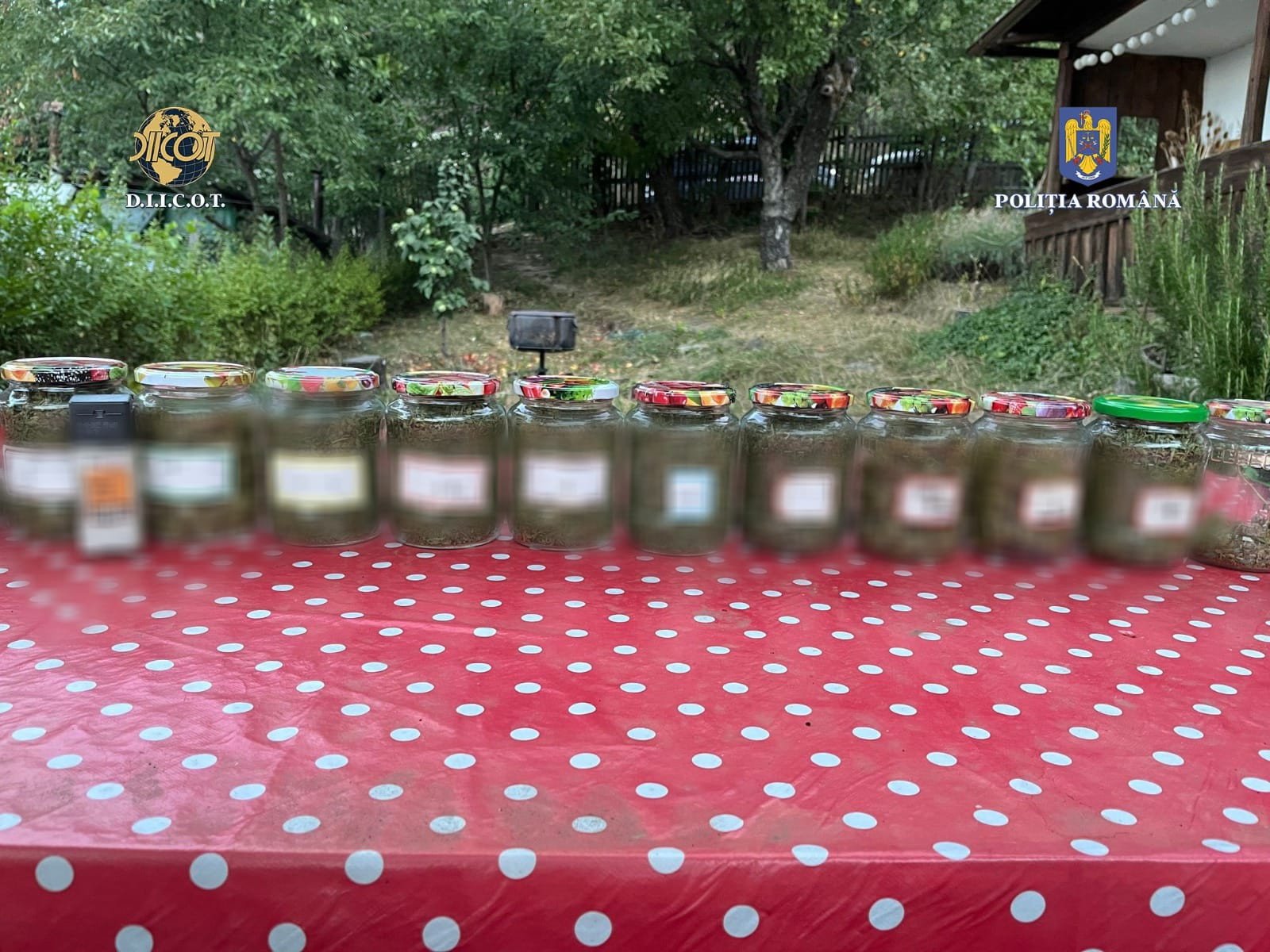 Percheziții DIICOT la un buzoian care creștea marijuana acasă. Cantitatea de canabis pe care polițiștii i-au confiscat-o