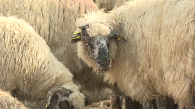 Scandal în Timiș. Crescătorii de oi refuză sacrificarea animalelor infectate cu pestă. „Sunt totul pentru mine”