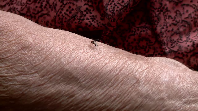 Locuitorii unui oraș din Mureș nu mai au voie să doneze sânge până în octombrie, după infectările cu virusul West Nile