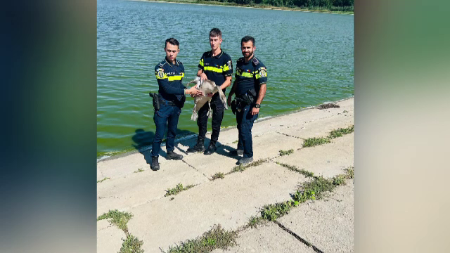 Lebădă rătăcită, salvată din calea mașinilor de polițiștii dintr-o comună din Bacău