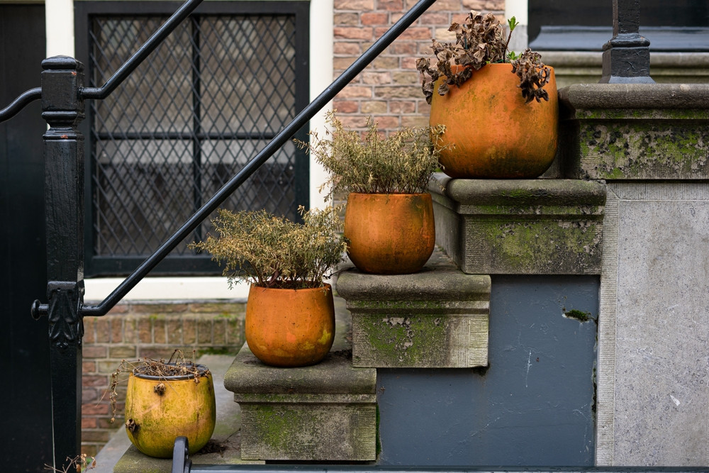 Operațiunea ghiveciul cu plante: Ce nu mai au voie locuitorii din Amsterdam să facă