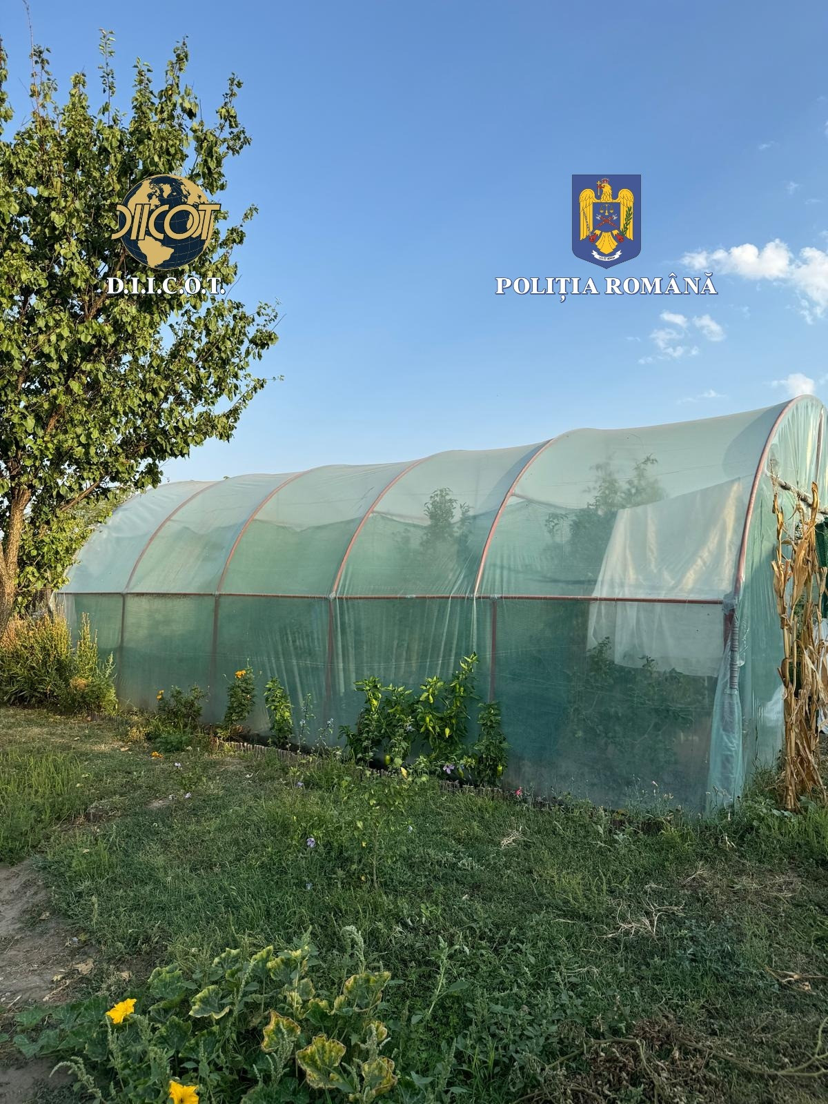 Un doljean și-a făcut o cultură de canabis în solarul din curte. La percheziții s-au făcut noi descoperiri. VIDEO