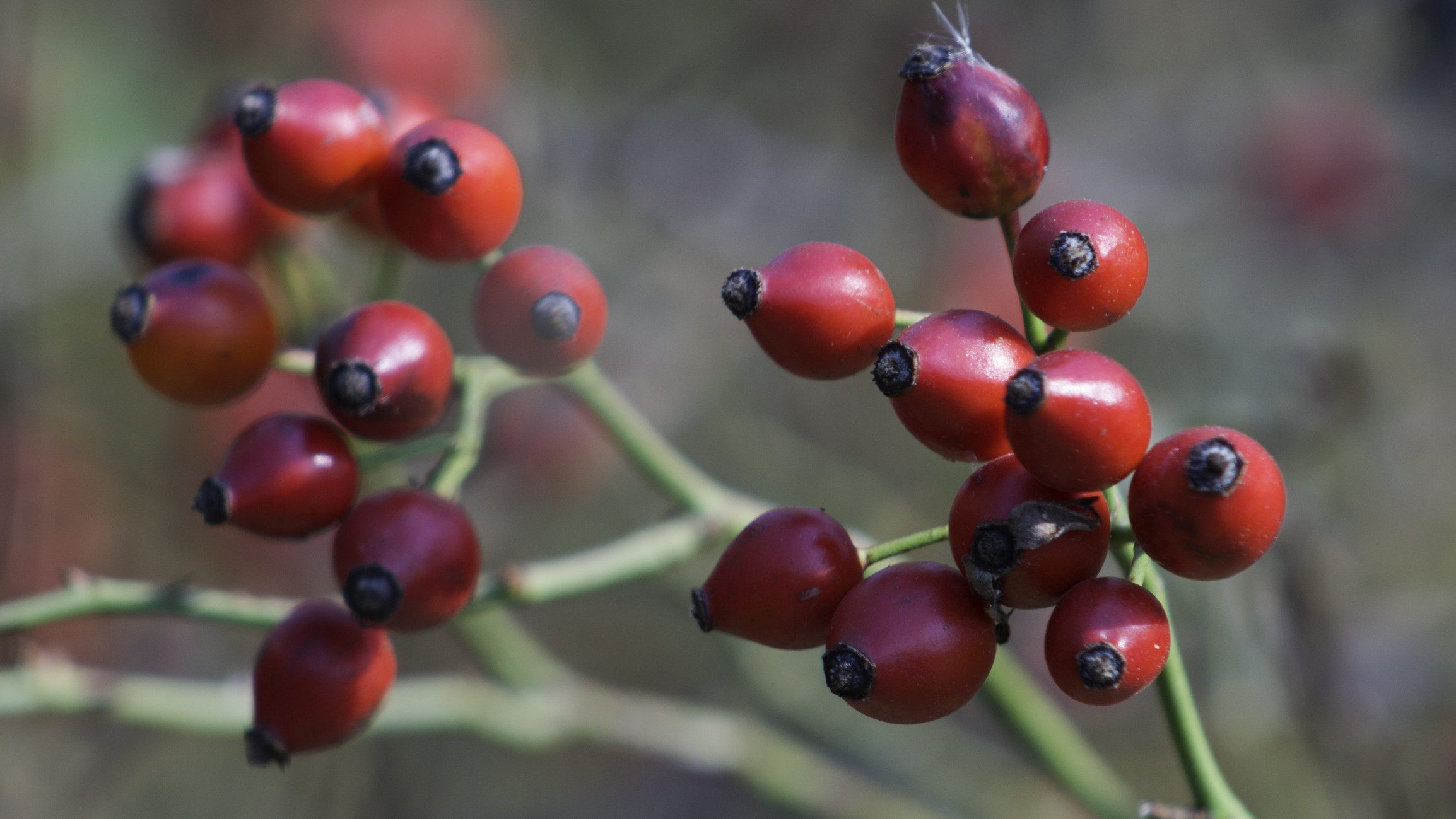 Dulceață de măceșe. Cele mai bune rețete și secretele pentru a obține cea mai fină pastă din măceșe