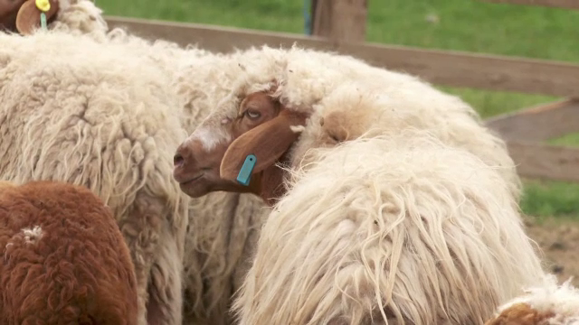 Soluțiile de deparazitare a animalelor vor fi scoase din farmaciile veterinare după ce zeci de copii au ajuns la spital