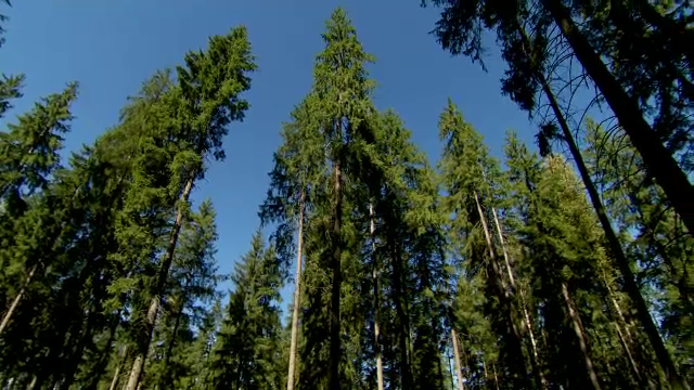 Scandal la un ocol silvic privat din Suceava. Autoritățile au descoperit substanțe chimice puse pe arbori