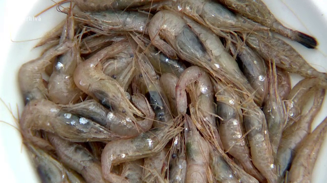 Pescarii prind tot mai des „creveți de apă dulce”, specie provenită din China. Ce spun specialiștii