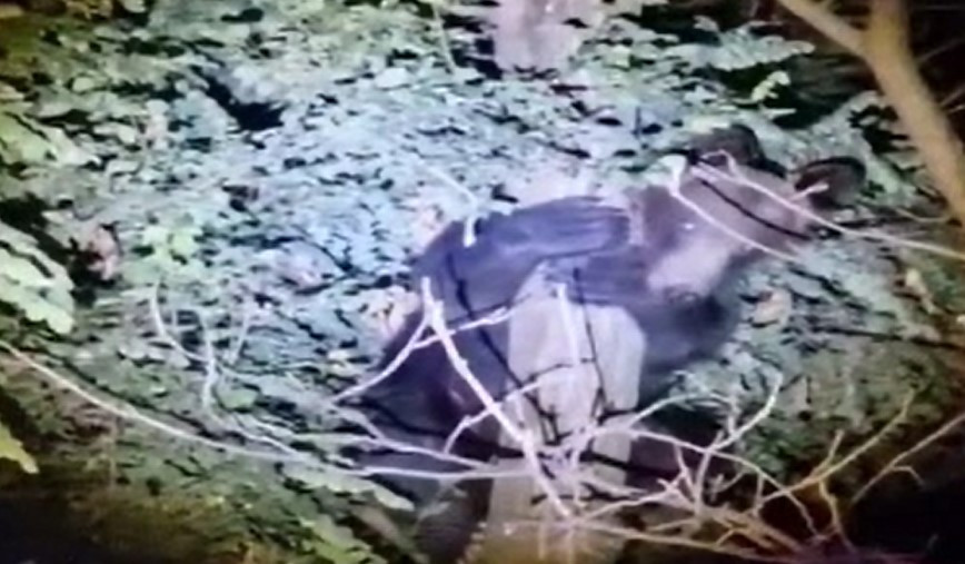 Urșii au ajuns în orașe. Municipiul în care a fost semnalată prezența unei sălbăticiuni. A fost emis mesaj RO-Alert