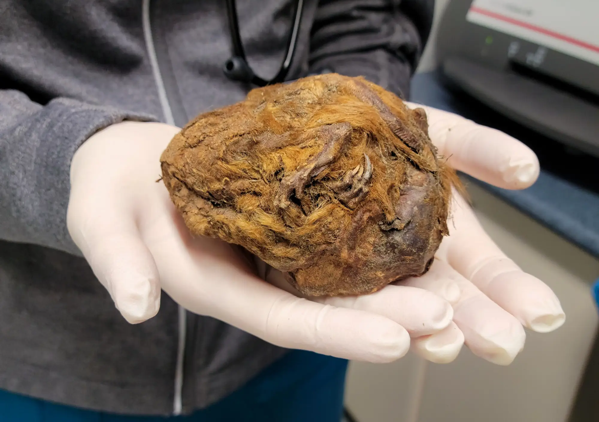 Imagini uimitoare: Animale preistorice, mumificate în mod natural, descoperite de mineri