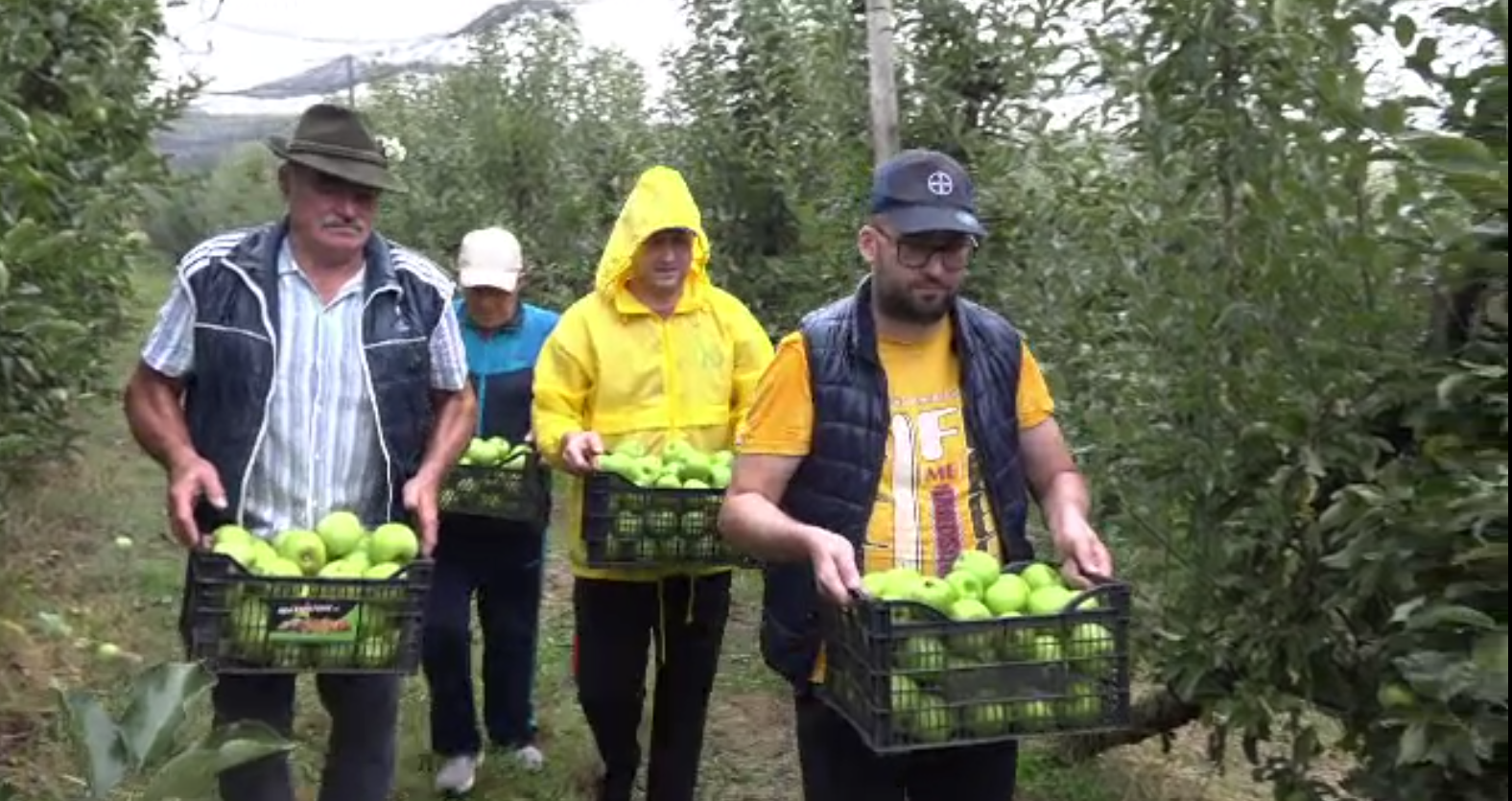 Ce soluție au găsit fermierii pentru a vinde mai ușor fructele. Clienții pot culege singuri merele direct din livadă