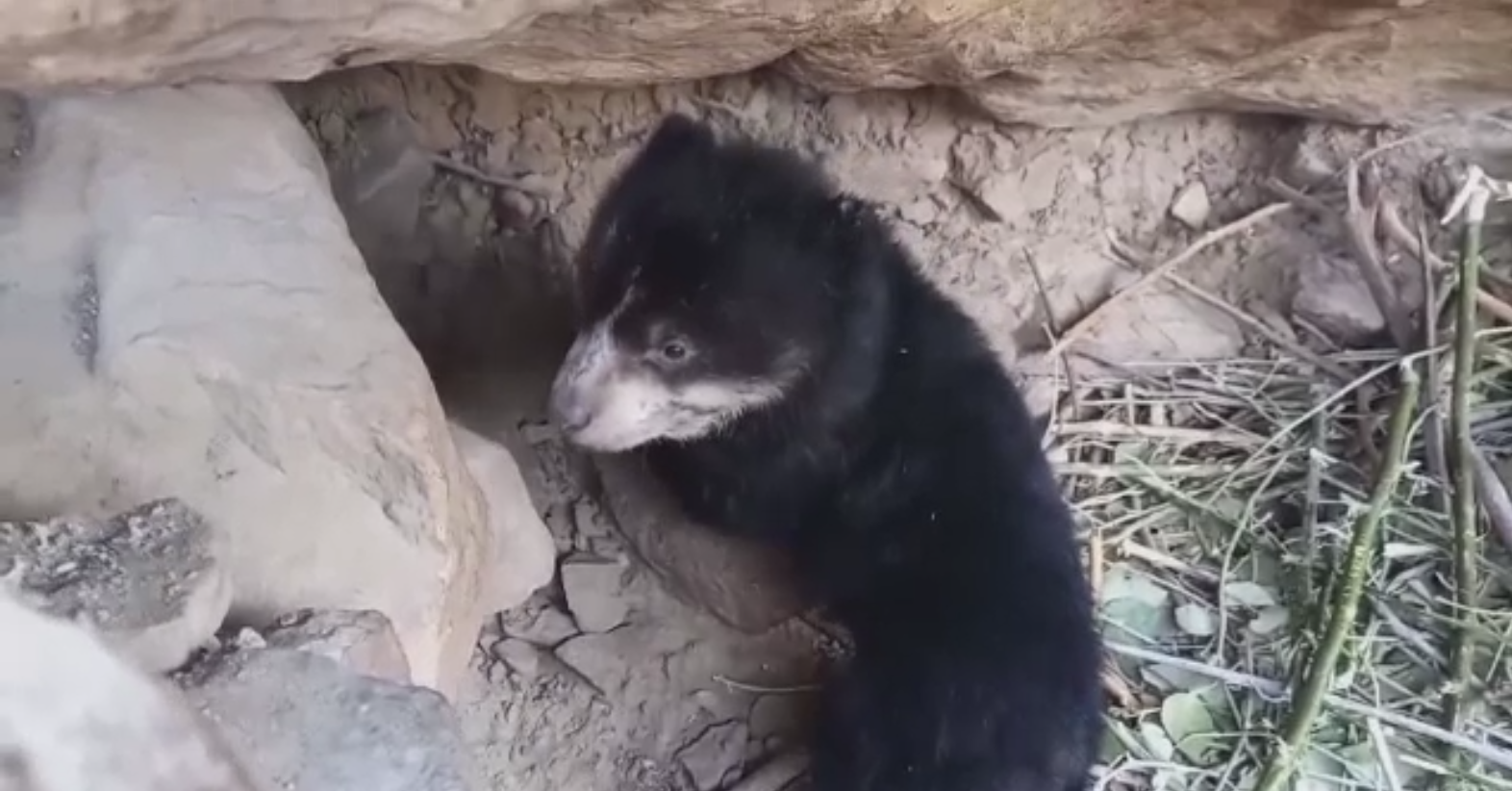 Apariție surpriză într-o rezervație naturală din Peru. Acolo s-a născut un pui de urs cu ochelari