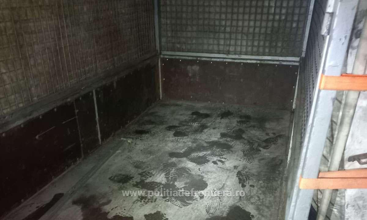 Ce au descoperit polițiștii din Giurgiu sub podeaua unei remorci. Șoferul s-a ales cu dosar penal | FOTO