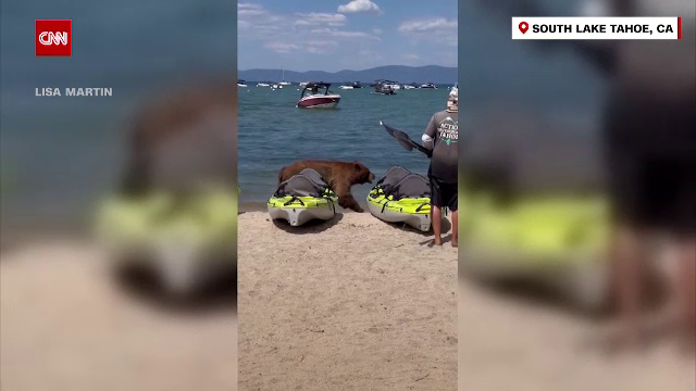 Alertă de urs relaxat pe plajă. Ce a făcut un turist blănos printre caiace și ski-jet-uri