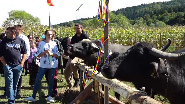 Laptele de bivoliță, delicatesa tot mai căutată. De ce au ajuns fermierii să vândă laptele acasă și nu procesatorilor