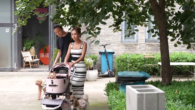 Tinerii chinezi nu vor copii și preferă animale de companie. Curând, vor fi două ori mai mulți câini și pisici decât bebeluși