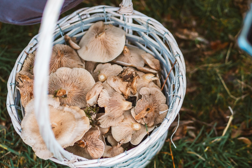 Patru persoane din Vrancea au ajuns la spital după ce au mâncat ciuperci culese din pădure
