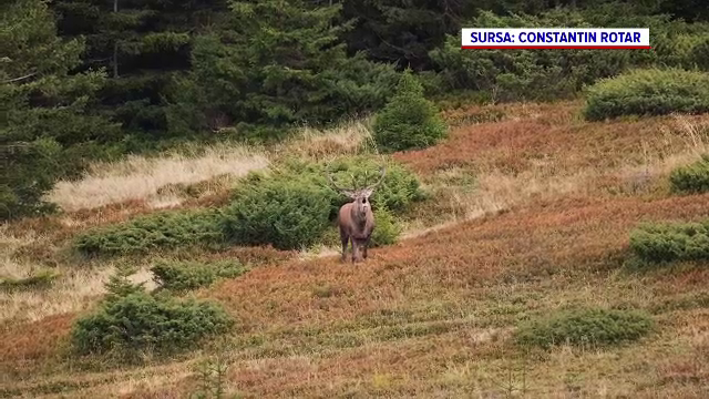 A început boncănitul cerbilor. Ritualul spectaculos poate fi admirat și de turiști