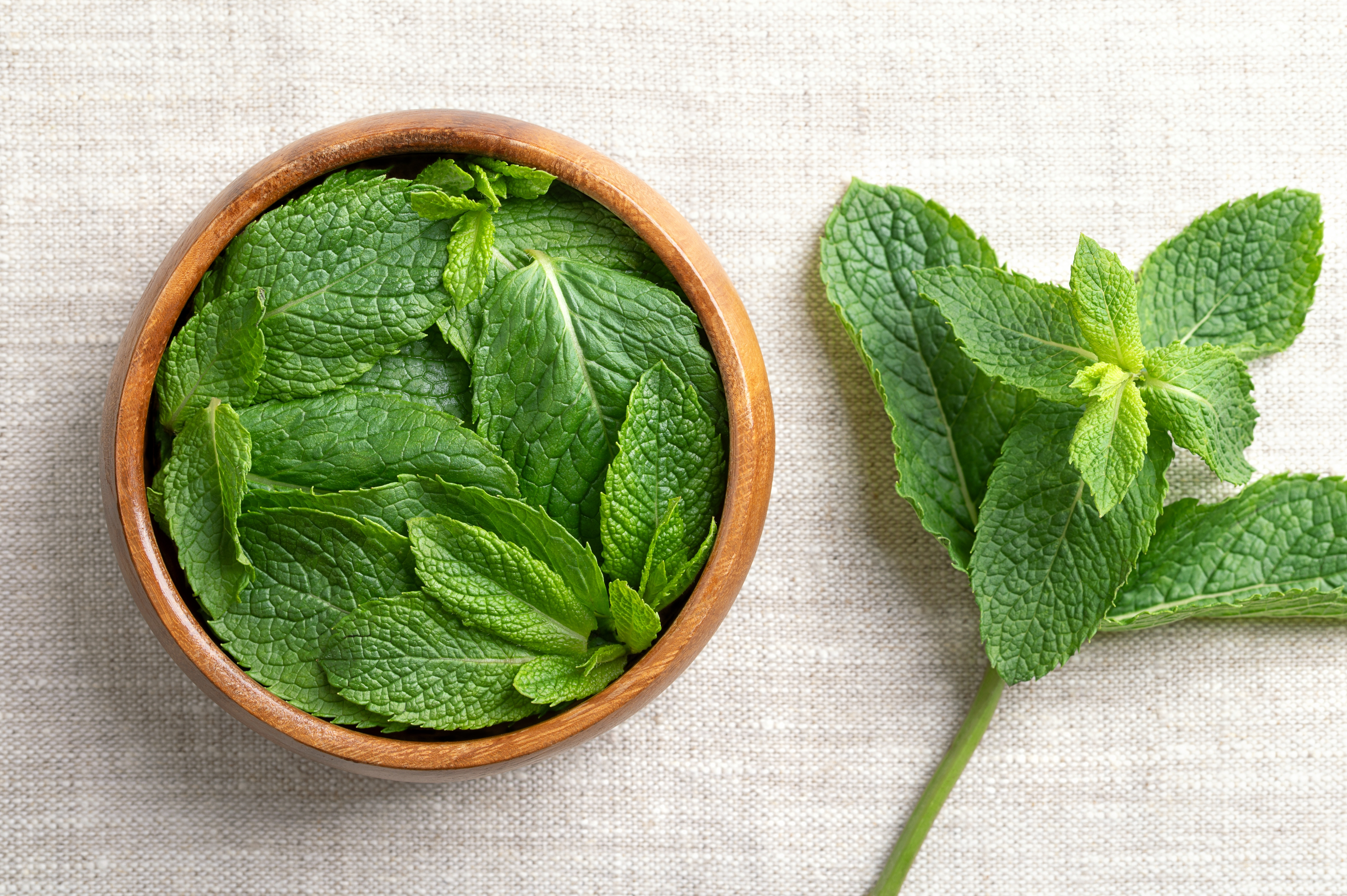 Mentă - beneficii, proprietăți și contraindicații. De ce este bine să consumăm mentă