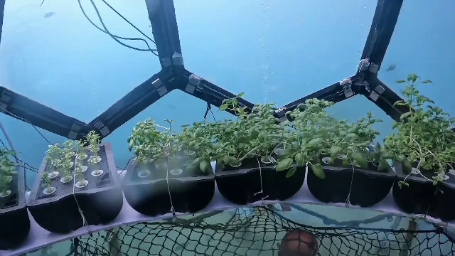 Fructe și legume crescute în adâncul mării. Biologii au construit o seră subacvatică în largul coastelor Italiei