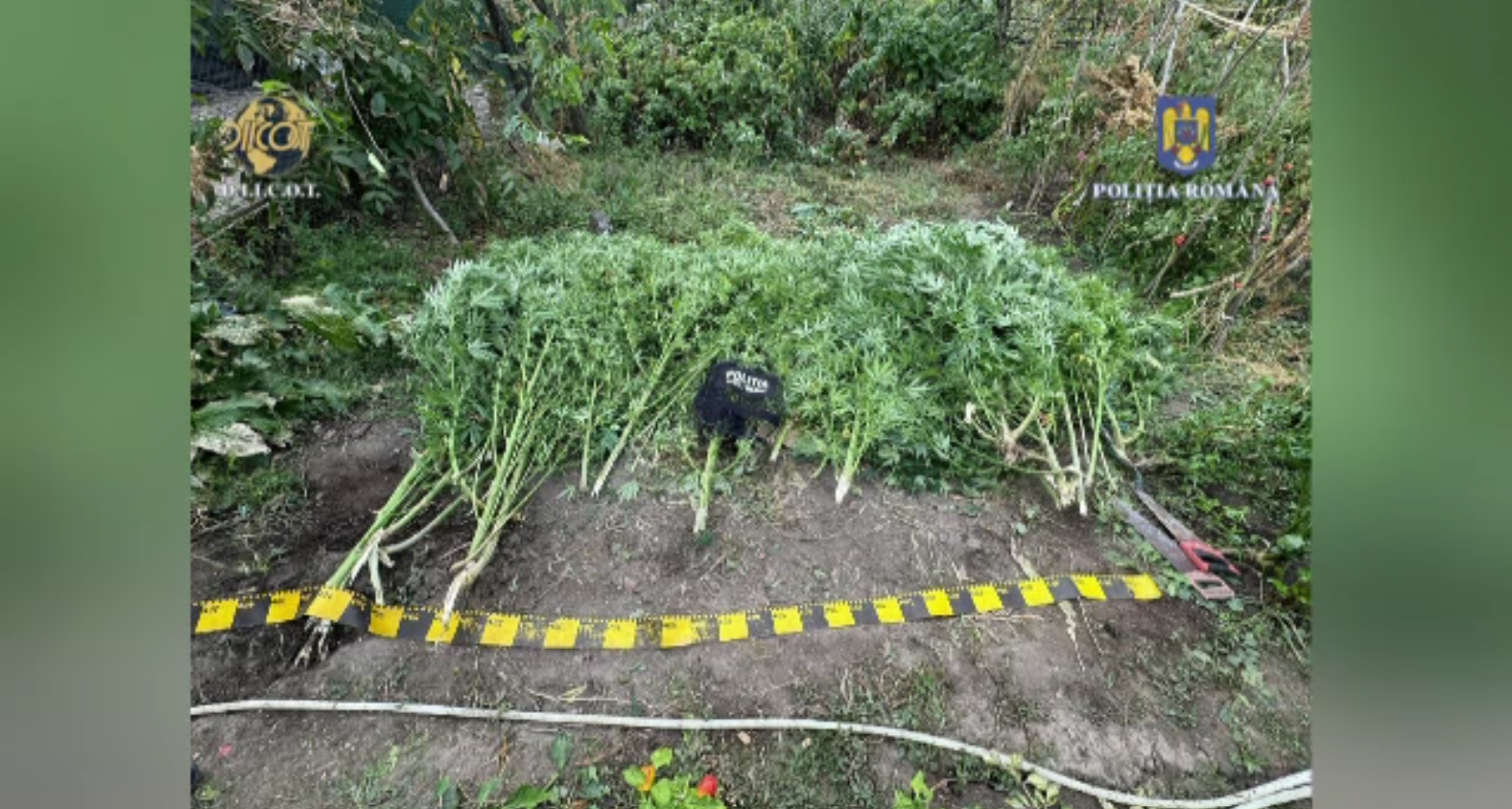 Două culturi de canabis, descoperite de procurorii DIICOT în județul Neamț. Trei indivizi au fost arestați preventiv