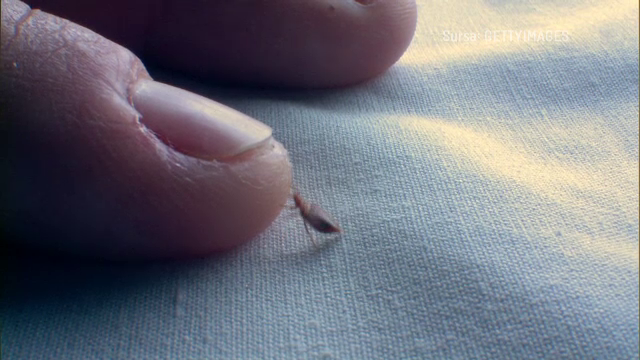 Familie intoxicată cu soluție împotriva ploșnițelor. O fată de 12 ani a ajuns în comă la Spitalul de Copii din Iași