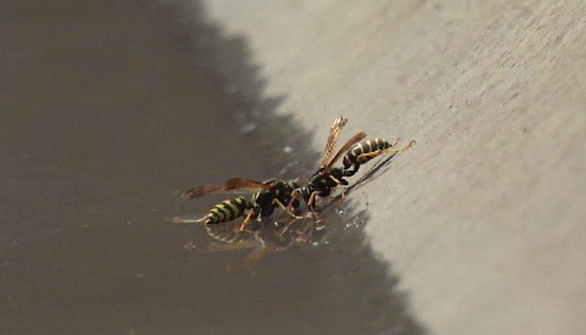 Un bărbat care culegea mere din livadă a simțit „o durere după cap” și a murit fulgerător. „A zis că l-a mușcat un găune”