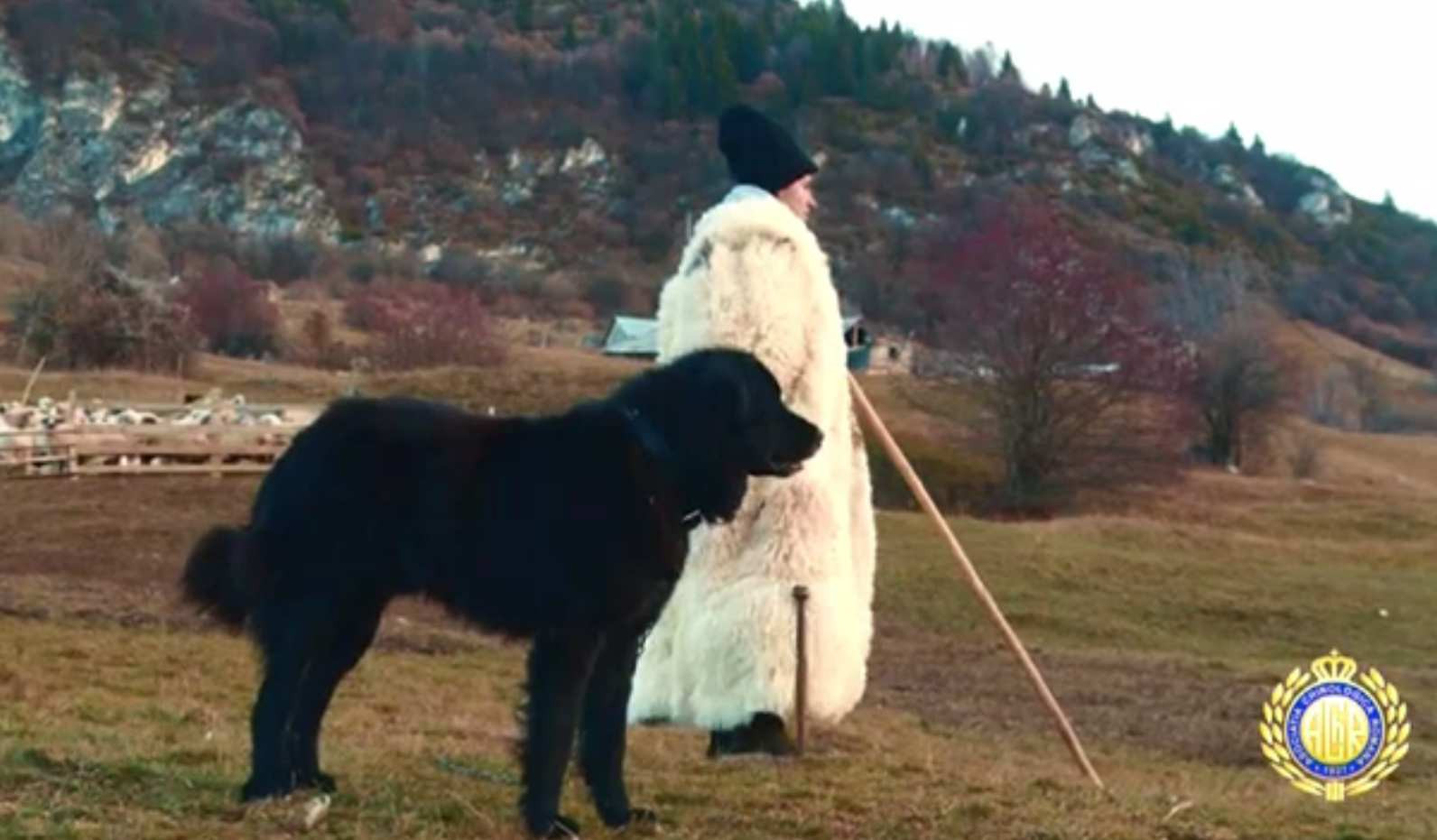 Ciobănescul românesc corb, a patra rasă românească recunoscută internațional. Care sunt calitățile sale