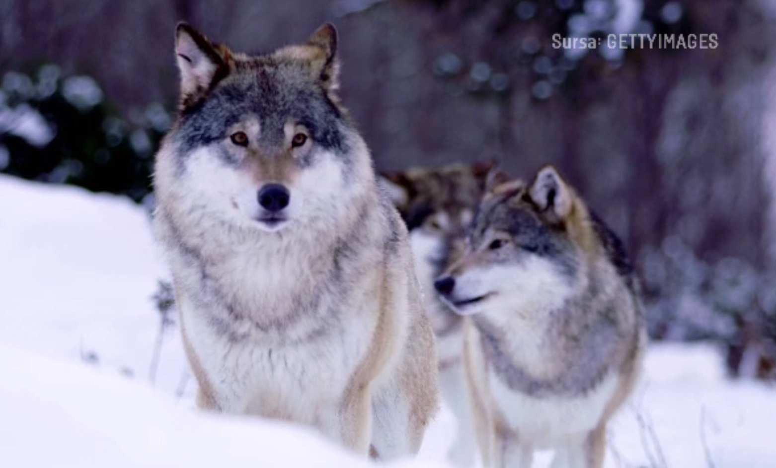 Comisia Europeană vrea să dea liber la vânat lupi în România. Un lup a ucis poneiul președintei von der Leyen