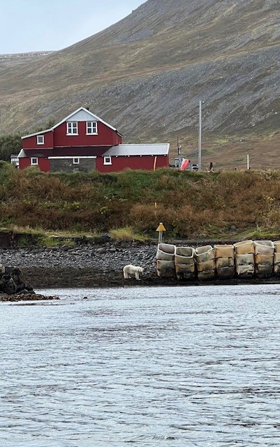 Primul urs polar observat în Islanda din 2016 a fost împuşcat de poliţie