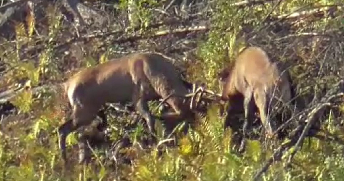 Imagini extrem de rare surprinse într-o pădure din Suceava. Cum arată lupta pentru supremație dintre doi cerbi