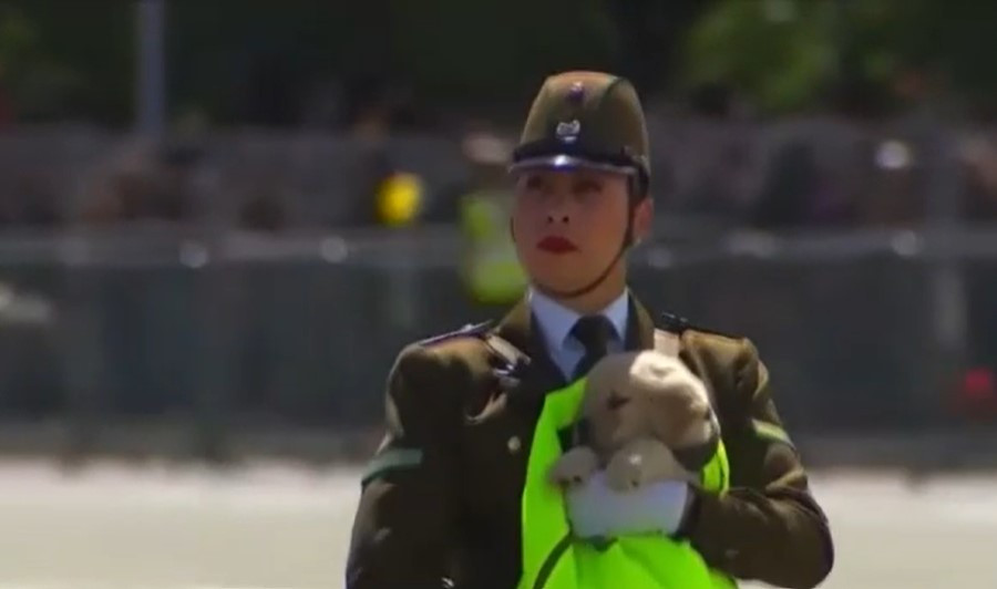 Cadeții canini, principala atracție la paradă militară din Chile. Ce știu să facă animalele