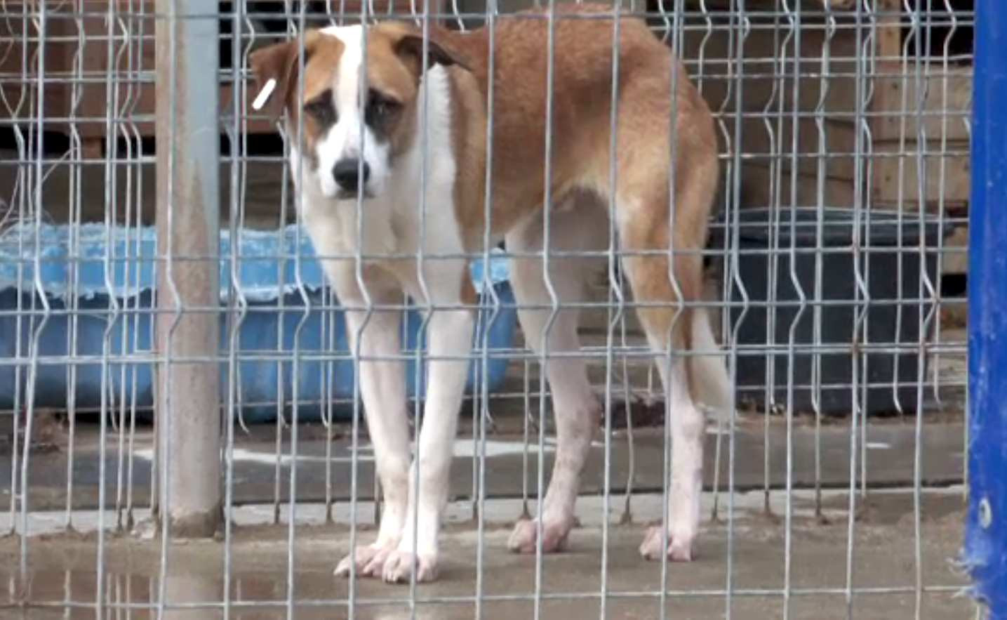 Proiect de lege: câinii nerevendicați din adăposturi ar scăpa de eutanasiere. Modelul funcționează deja cu succes la Iași
