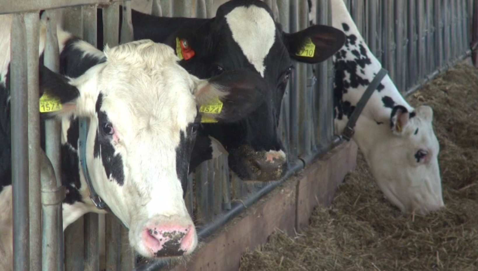 Nu mai sunt porci și vaci în gospodăriile din România. Întreținerea lor e prea scumpă. Cât costă furajul pentru iarnă