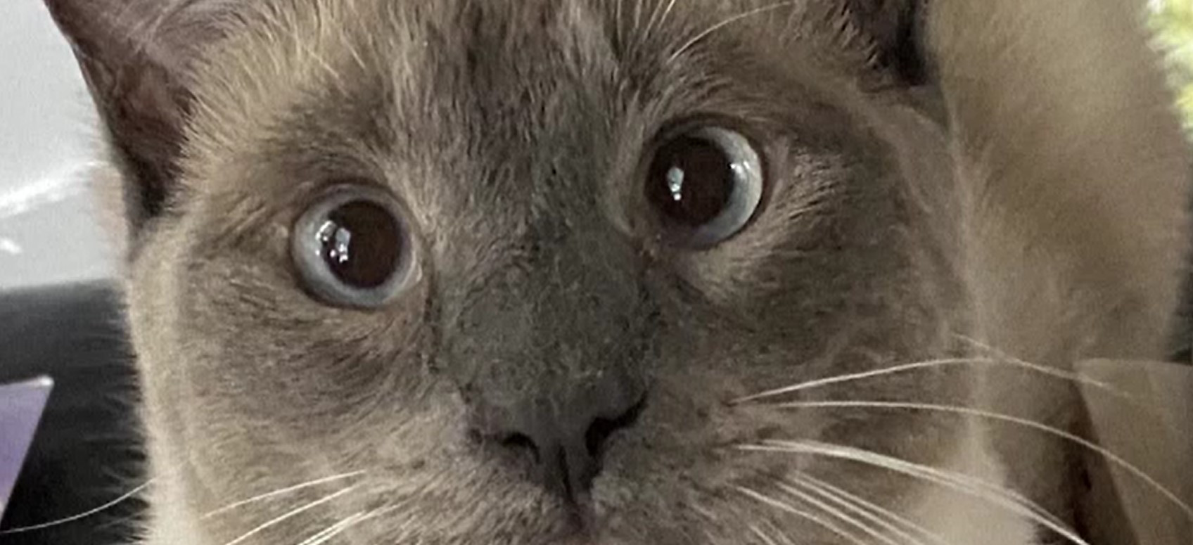 Piața produselor de îngrijire a animalelor de companie este într-o continuă creștere. „Am venit să-i cumpăram mâncare”