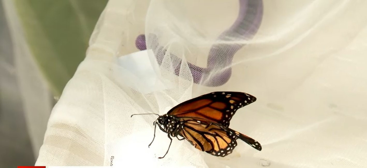 Expoziție de fluturi exotici vii la Grădina Botanică din Cluj-Napoca. Fluturele-bufniță, printre vedetele evenimentului