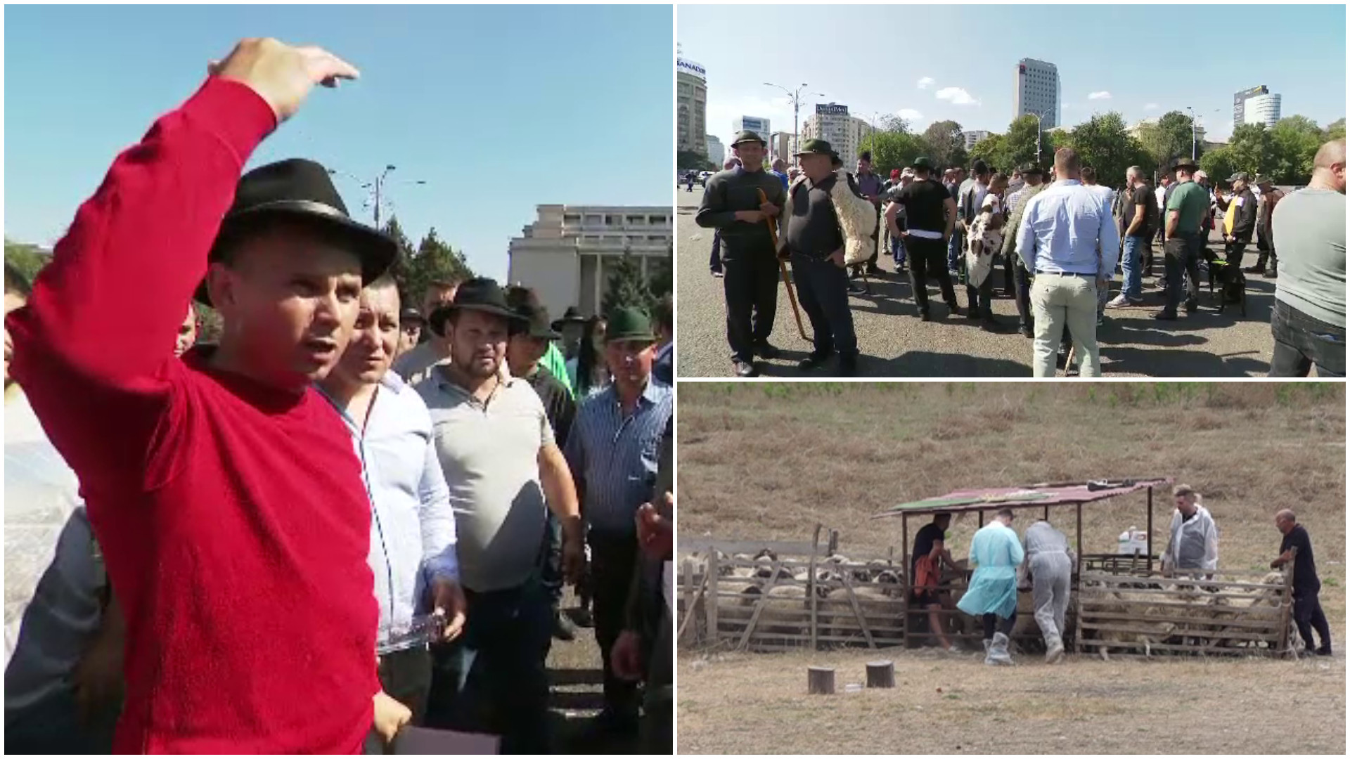 Ciobanii au protestat în Piața Victoriei. Acuză că peste 200.000 de oi și capre au fost ucise degeaba, pentru a opri pesta