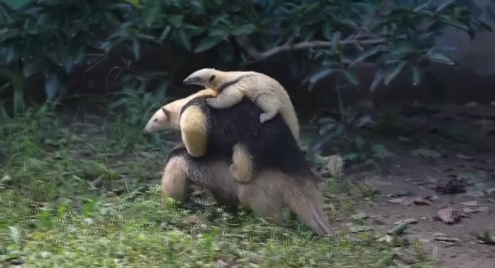 Scene înduioșătoare la o rezervație naturală din Shanghai. Un furnicar pigmeu, filmat când își căra în spate familia