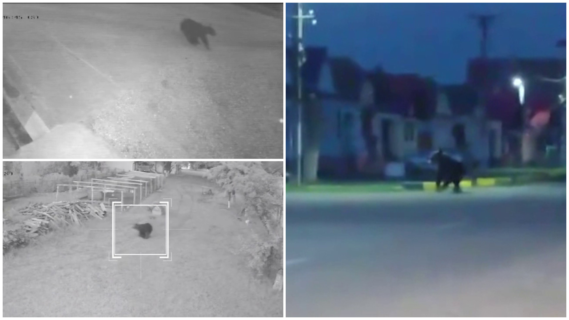 Ursul care a atacat o fată însărcinată și un bărbat în Brașov, de negăsit. Localnic: „Autoritățile trebuie să ia atitudine”