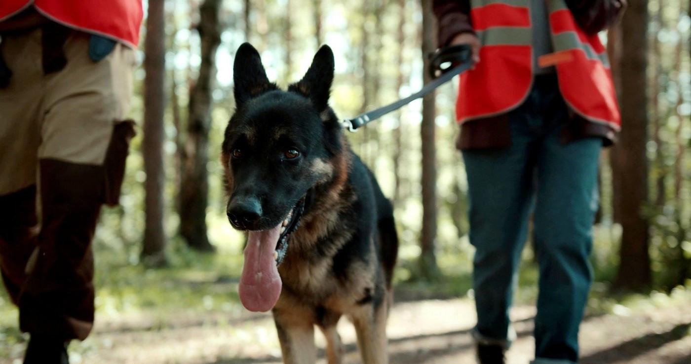 O armată de oameni a plecat în căutarea unei fetițe care a dispărut în pădure. Salvatorii, ajutați de drone și câini