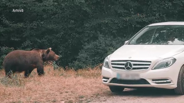 Un băiat de 14 ani din Serbia, care era în vizită cu familia pe Transfăgărășan, a fost rănit de un urs