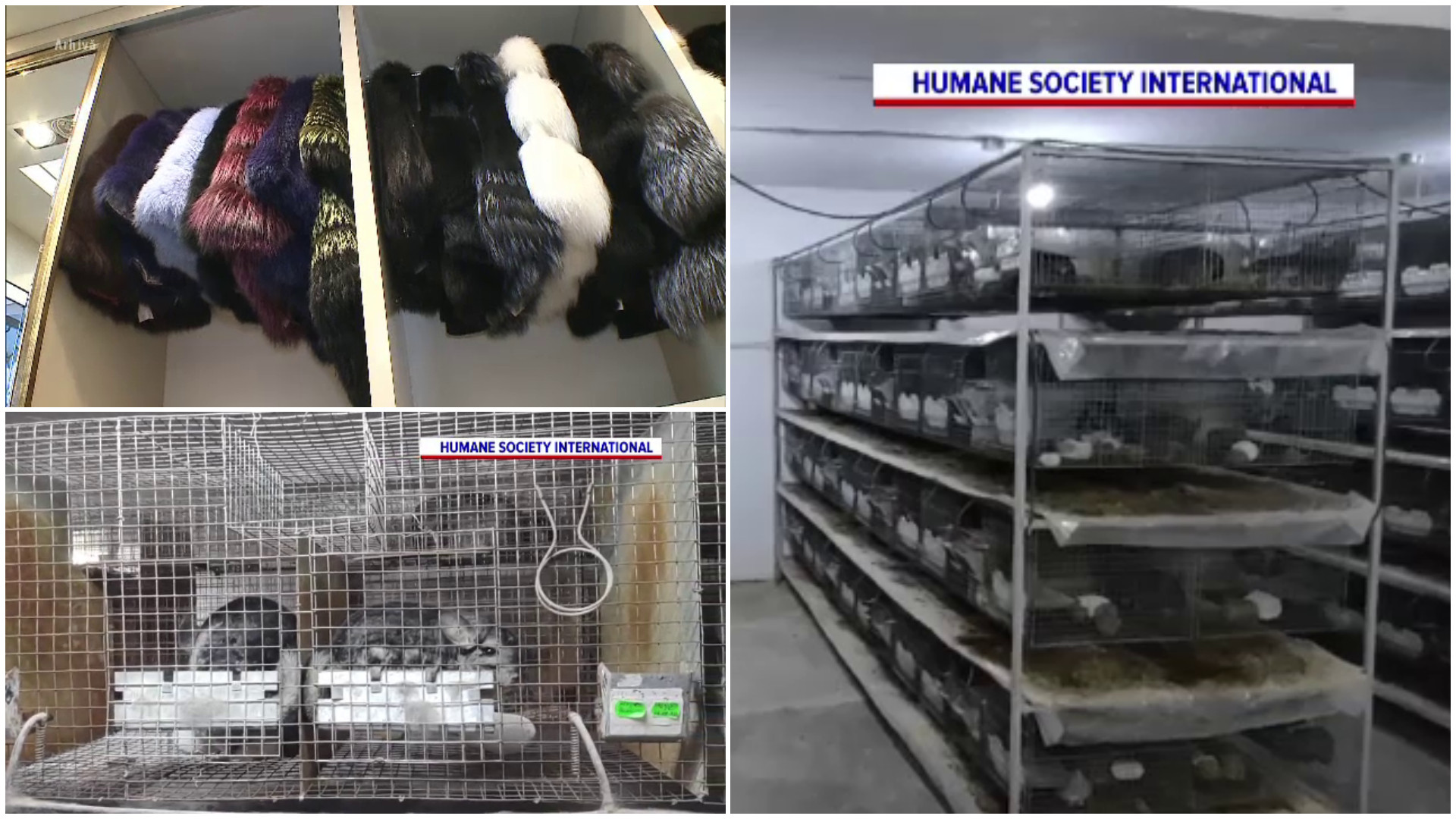 Fermele de animale de blană, la un pas să fie interzise și în România. Abia după doi ani proiectul e dezbătut în Parlament