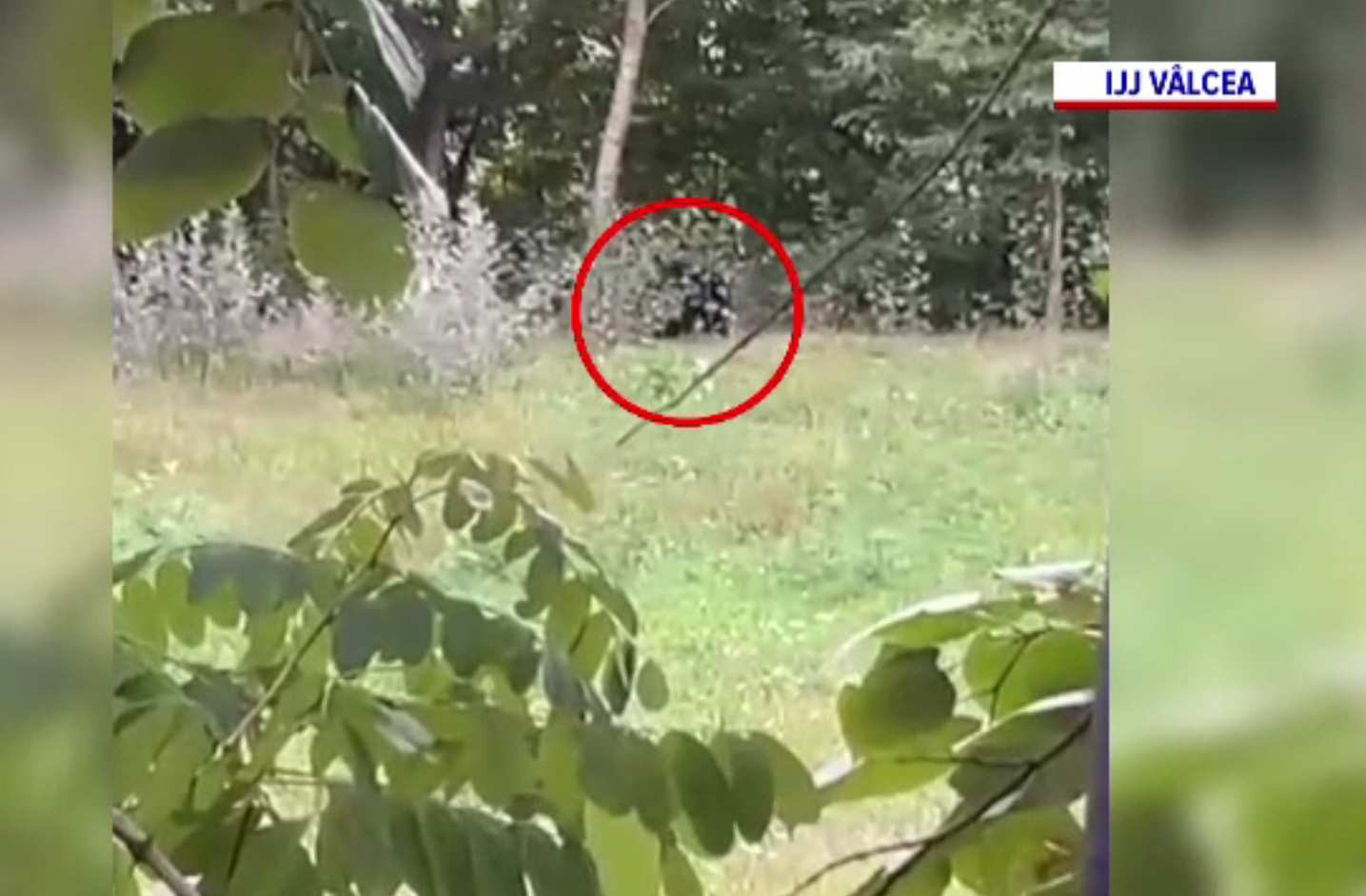 Urs pus pe fugă cu sirenele, într-o localitate din Vâlcea. A fost a doua sălbăticiune depistată în zonă