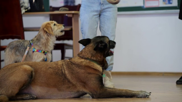 Sute de elevi din Ilfov învață la școală cum să îngrijească animalele și cum să le respecte. „Au fost foarte încântați”