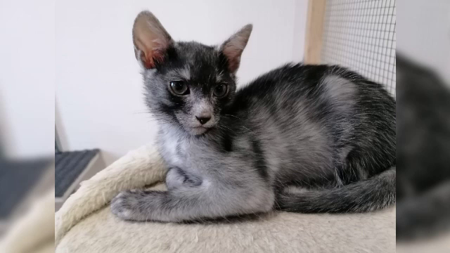 Pufoșenia națională. „Pisica Transilvană”, prima rasă românească recunoscută mondial. „Nu scot gheruțele, sunt incredibile”