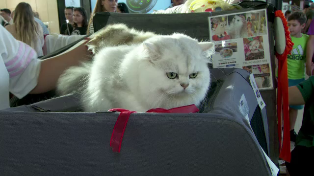 Expoziție de feline la Iași. Cât costă un pui de pisică din părinți campioni