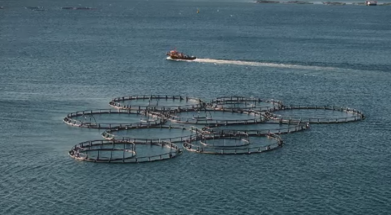 Ferme marine în Marea Neagră: România ar putea avea ferme cu midii, stridii și specii de pești din Marea Mediterană