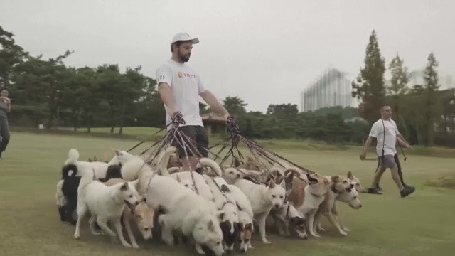 Record bizar. Un bărbat se mândrește că a plimbat în același timp 38 de câini