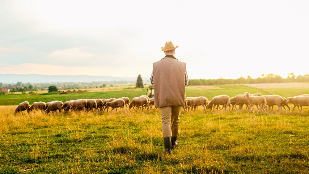 Un bărbat din Buzău a omorât în bătaie un cioban, angajat al său la o stână din Padina. De la ce ar fi pornit scandalul